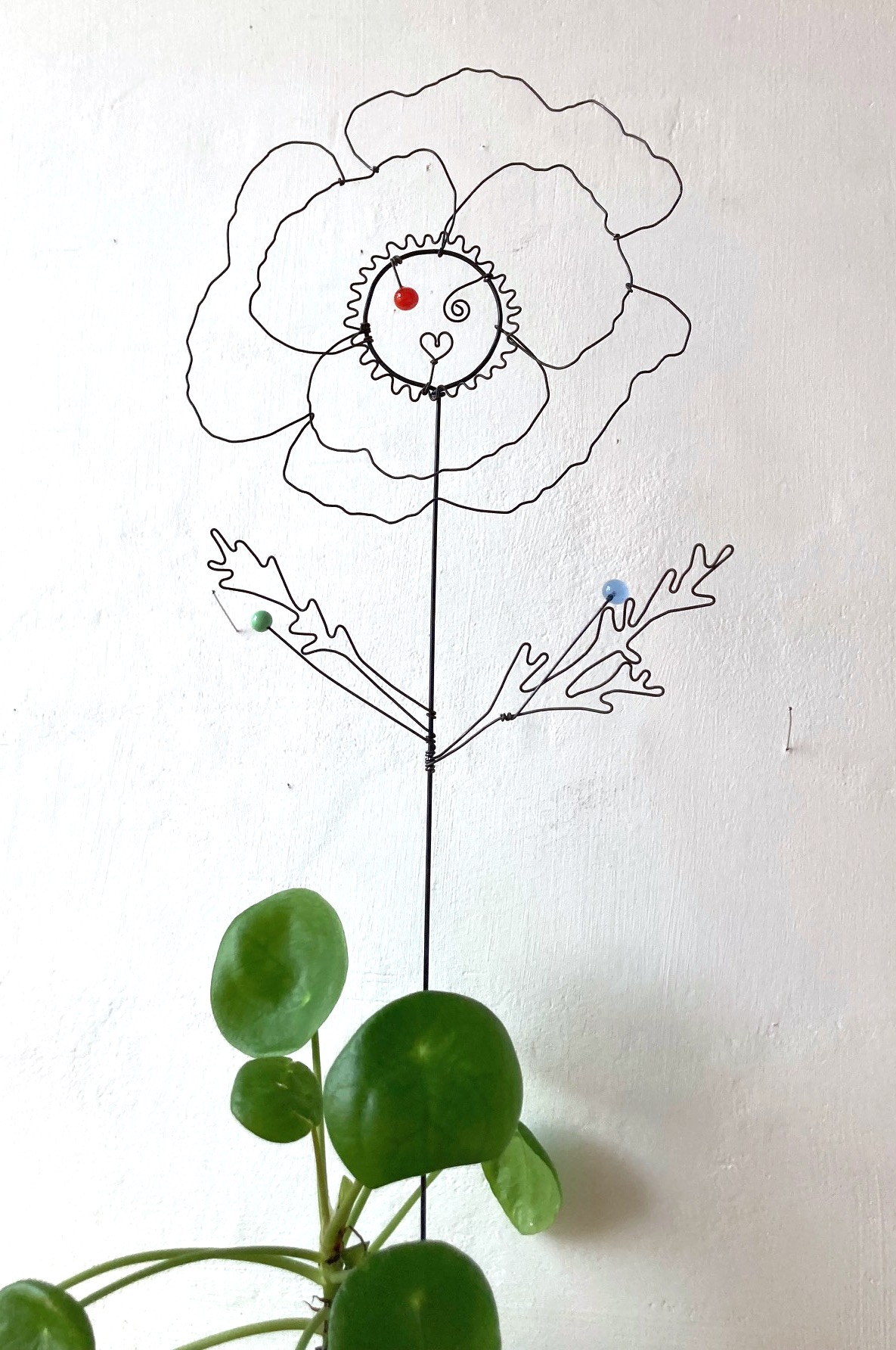 Fleur à planter Coquelicot rouge