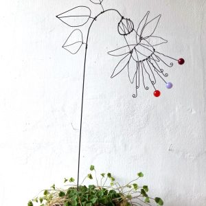 Fleur à planter Fuschia