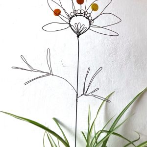 Fleur à planter Rudbeckia