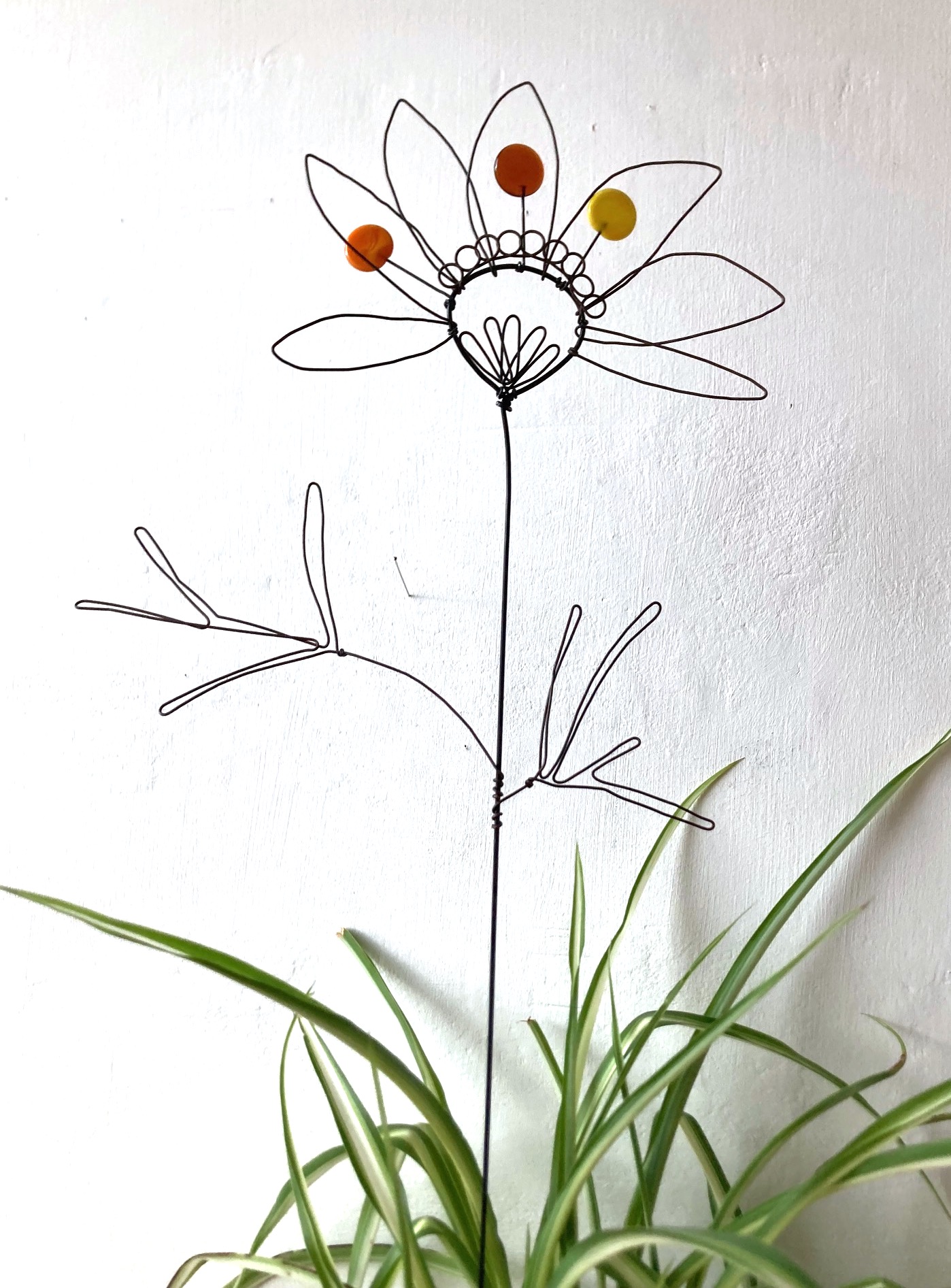 Fleur à planter Rudbeckia